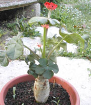 jatropha-1.jpg