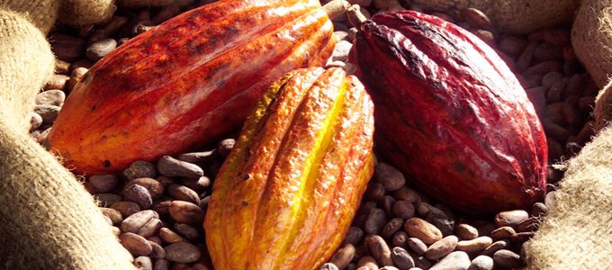 feve-cacao.jpg