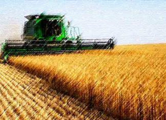 Campagne céréalière à Bizerte : semences certifiées, stockage et moyens mobilisés