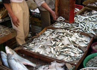 Exportations de pêche en Tunisie : pourquoi les recettes baissent-elles en 2026 ?