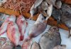 Tunisie : l’excédent de la pêche atteint 92,6 MD à fin juillet 2026 poisson