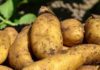 Kasserine : la production de pommes en hausse à 75.000 tonnes cette saison Pommes de terre