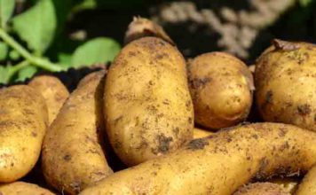 Kasserine : la production de pommes en hausse à 75.000 tonnes cette saison Pommes de terre