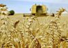 Agriculture : comment la Tunisie peut-elle adapter sa filière céréalière ?