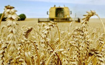Agriculture : comment la Tunisie peut-elle adapter sa filière céréalière ?