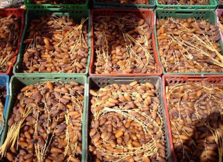 Exportations | Dattes : après le milliard de dinars, combien la Tunisie gagne-t-elle réellement par tonne exportée ?