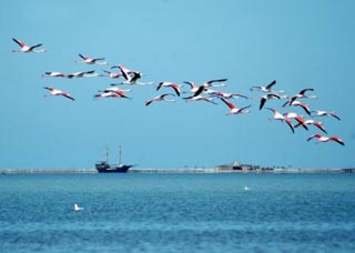 djerba-iles-flamants2016.jpg