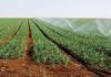 Sousse : l’agriculture face au stress hydrique et à la baisse des nappes