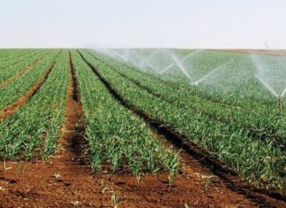 Sousse : l’agriculture face au stress hydrique et à la baisse des nappes