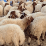 mouton