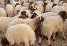 mouton