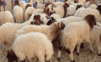 mouton
