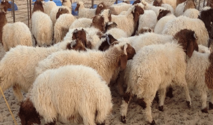 mouton