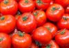 Tomates