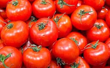 AGRICULTURE – Tomates en Tunisie : faut-il craindre une pénurie ? Tomates