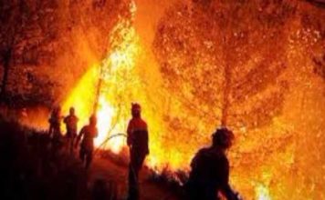 Incendie de Bargou en Tunisie : bilan, dégâts agricoles et indemnisation