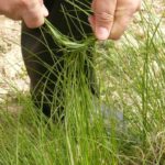 La récolte d’alfa devrait atteindre 30 mille tonnes pour la saison 2022-2023