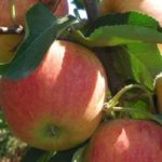 Siliana: La récolte des pommes est estimée à plus de 31 mille tonnes