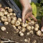 Nabeul: Un taux d’avancement de 70% de la récolte des pommes de terre