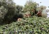 Mahdia : la production d’huile d’olive attendue à 22 122 tonnes