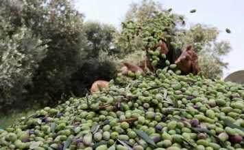Mahdia : la production d’huile d’olive attendue à 22 122 tonnes