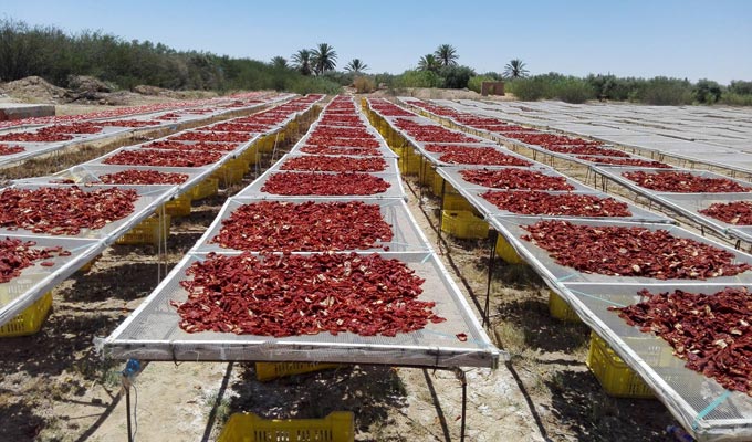 Comment sécher la tomate Comment sécher la tomate