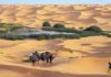 TOURISME — TOZEUR Tozeur vise 200 000 visiteurs, mais avec combien de lits disponibles ?