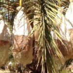 Kébili : 2,2 millions de moustiquaires pour la protection des régimes de dattes