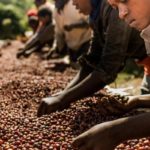 L’Éthiopie vise 400 000 tonnes de café en exportation pour l’année fiscale 2024/2025