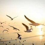 Tunisie : 2 millions de dollars de l’UICN pour restaurer l’écosystème du parc national de l’Ichkeul réserve naturelle
