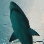 Le 2ème plus gros pêcheur de requins en Méditerranée, c’est la Tunisie