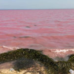 La réapparition du changement de couleur de la mer inquiète les marins-pêcheurs à Sfax