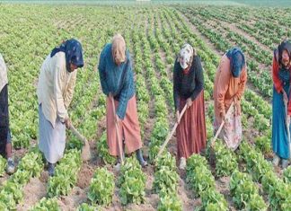 Femmes rurales : ONU Femmes lance une campagne de plaidoyer en Tunisie