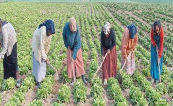 Femmes rurales : ONU Femmes lance une campagne de plaidoyer en Tunisie