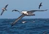 BIODIVERSITE | Sebkha de l’Ariana : les oiseaux migrateurs au cœur des enjeux écologiques et économiques