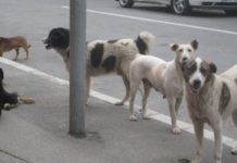 Chiens