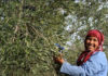 Saison oléicole à Sfax : cap sur la qualité et la valorisation de l’huile d’olive Sfax