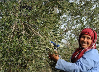 Saison oléicole à Sfax : cap sur la qualité et la valorisation de l’huile d’olive Sfax