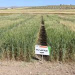 Siliana : 200 000 ha dédiés aux grandes cultures pour la saison agricole 2025-2026