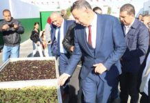 Monastir : Une huilerie pilote produit 317 tonnes d’huile d’olive biologique