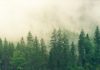 Forêt
