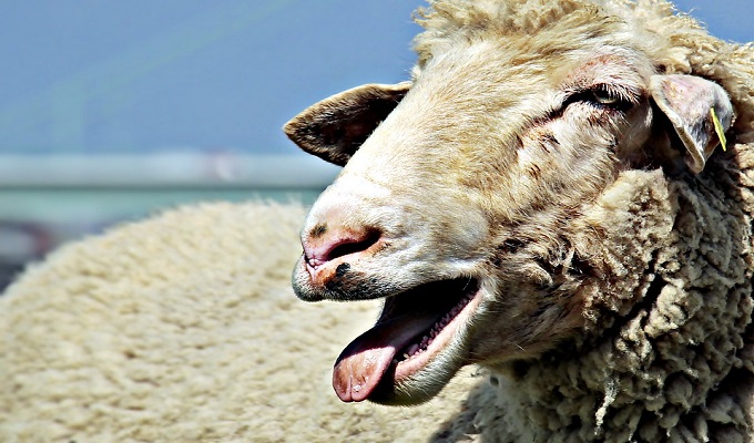 Mouton