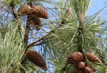 Forêt pin