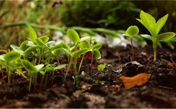 Tunisie : un guide pratique pour préserver les semences paysannes Agriculture