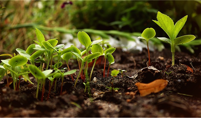 Agriculture