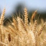 Céréales