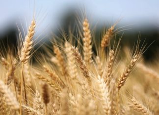 Crédit agricole : la BCT relève les barèmes, mais le vrai test se jouera dans les agences Graphique de la croissance de la production mondiale de céréales (maïs, riz, blé) selon les données FAO 2025-2026
