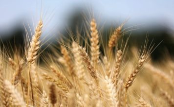 Graphique de la croissance de la production mondiale de céréales (maïs, riz, blé) selon les données FAO 2025-2026