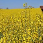 Béja : La culture de colza en plein essor, avec un objectif de 50 000 hectares