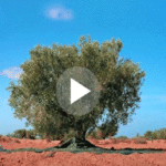 Les Gardiens de l’Or Vert : Un Documentaire Captivant sur l’Héritage de l’Olivier à Djerba